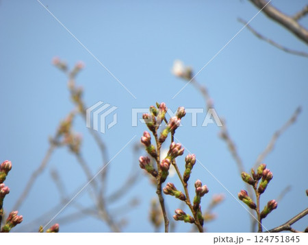 蕾が膨らみ始めたこじま花の会花畑桜並木のサクラ 蕾が膨らみ始めたこじま花の会花畑桜並木のサクラ 124751845