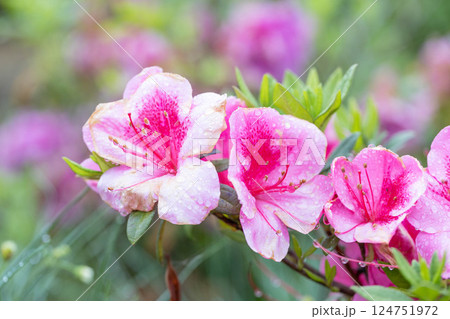 ツツジの花 124751972