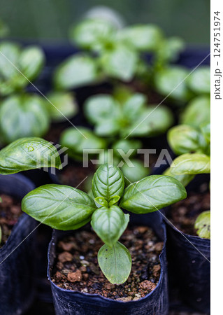 ポットに植えたバジル 124751974