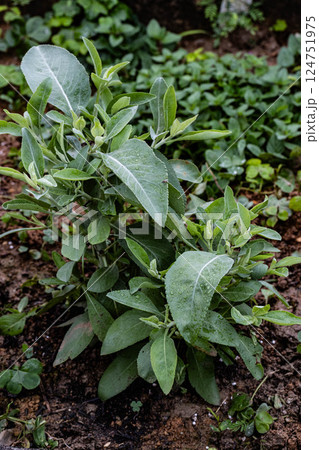 ホワイトセージ ホワイトセージ 124751975