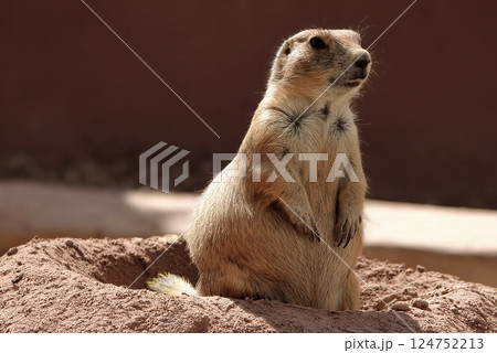 Generative AI prairie dog 124752213