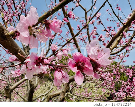 皇居の桃の花_薬缶の花_やかんの花 124752214
