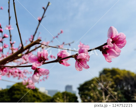 皇居の桃の花_薬缶の花_やかんの花 皇居の桃の花_薬缶の花_やかんの花 124752215