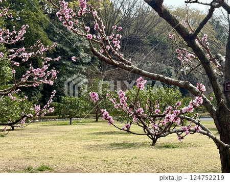 皇居の桃の花_薬缶の花_やかんの花 124752219