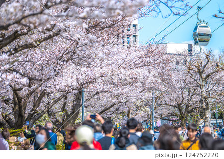 日本の横浜都市景観 桜木町駅前。汽車道の桜など望む 日本の横浜都市景観 桜木町駅前。汽車道の桜など望む 124752220