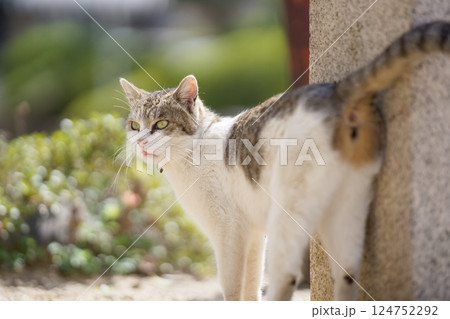 春、何かを察する野良猫 124752292
