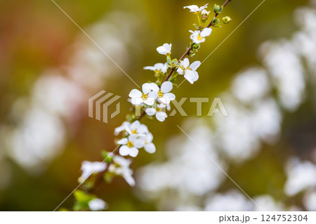 埼玉県所沢市　航空公園少年スポーツ広場のユキヤナギ 124752304
