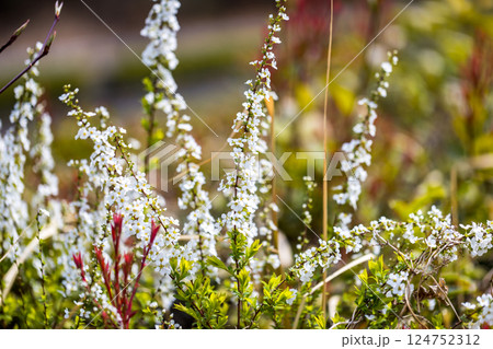 埼玉県所沢市　航空公園少年スポーツ広場のユキヤナギ 124752312