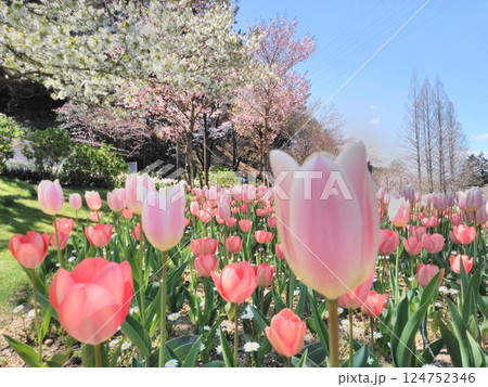 春の競演 チューリップと桜の花園 124752346