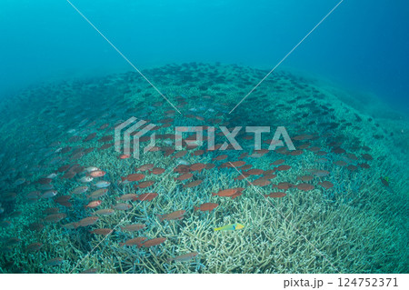 ホウセキキントキの群れ 小笠原 東京都 ホウセキキントキの群れ 小笠原 東京都 124752371