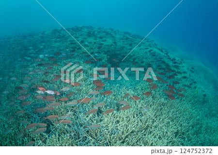 ホウセキキントキの群れ 小笠原 東京都 ホウセキキントキの群れ 小笠原 東京都 124752372