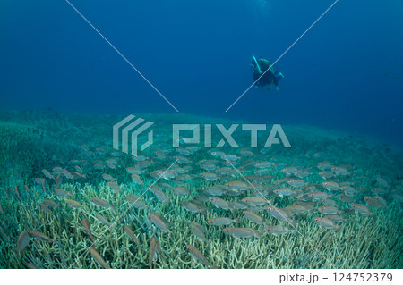 ホウセキキントキの群れ　小笠原　東京都 124752379