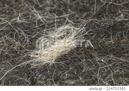 A close-up shows dog hair and dust clinging to the surface of the sofa. A close-up shows dog hair and dust clinging to the surface of the sofa. 124752381