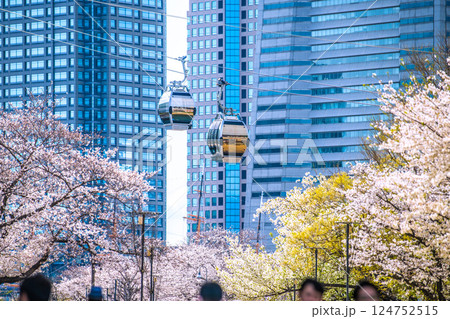 日本の横浜都市景観　桜木町駅前。汽車道の桜など望む 124752515