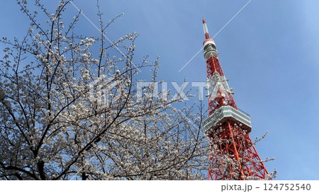 桜と東京タワー 桜と東京タワー 124752540