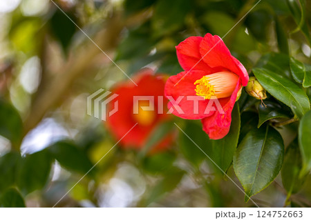 埼玉県所沢市　航空公園少年スポーツ広場の椿 124752663