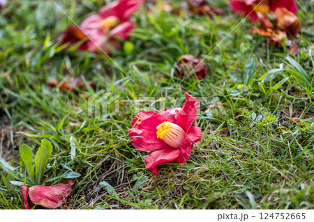 埼玉県所沢市　航空公園少年スポーツ広場の椿 124752665