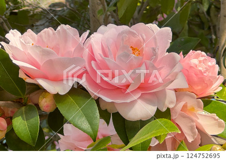 ピンクのカンツバキ 124752695