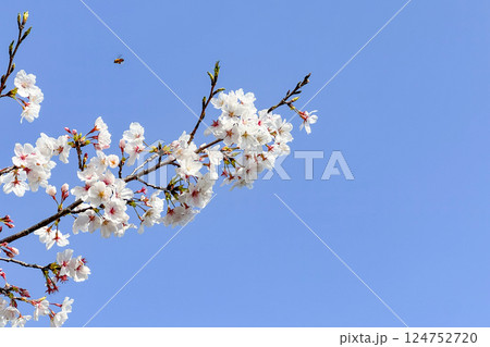 桜と青空 桜と青空 124752720