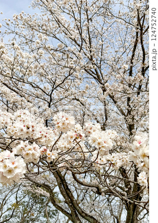春の青空に映える満開の桜 春の青空に映える満開の桜 124752740