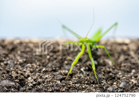 カマキリ 124752790