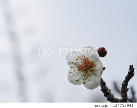 春の訪れを告げる白梅の花 春の訪れを告げる白梅の花 124752941