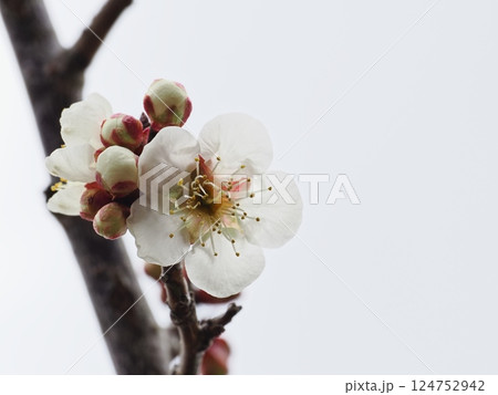 春の訪れを告げる白梅の花 124752942