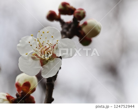 春の訪れを告げる白梅の花 124752944