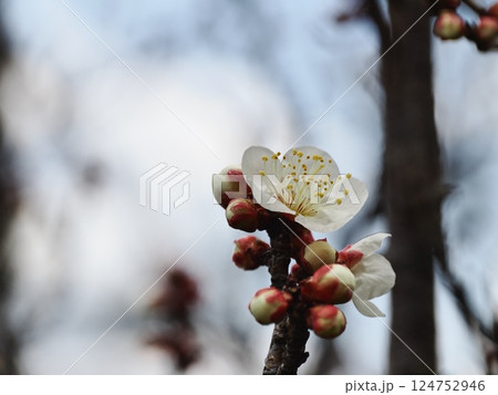 春の訪れを告げる白梅の花 春の訪れを告げる白梅の花 124752946
