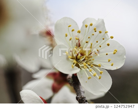 春の訪れを告げる白梅の花 124752947