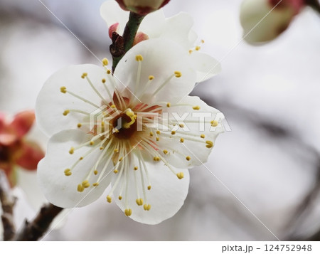 春の訪れを告げる白梅の花 124752948