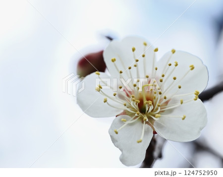 春の訪れを告げる白梅の花 春の訪れを告げる白梅の花 124752950
