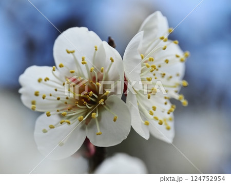 春の訪れを告げる白梅の花 124752954