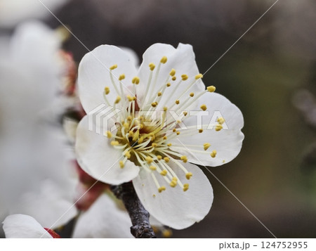 春の訪れを告げる白梅の花 124752955