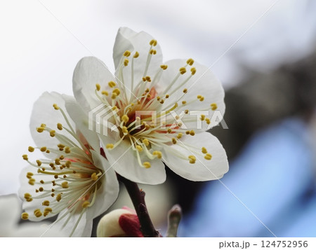 春の訪れを告げる白梅の花 124752956