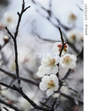春の訪れを告げる白梅の花 124752957