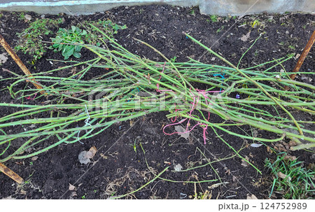 In early spring, green branches of roses lie tied on the ground in the garden after hibernation. 124752989