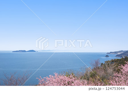 四浦半島の河津桜と保戸島・無垢島 124753044