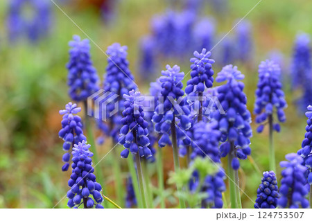 春の紫色の花　ムスカリ 124753507