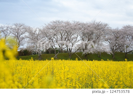 奈良県藤原宮跡の満開の菜の花と満開の桜と雨 124753578