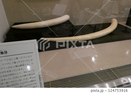 岩手県立博物館の大きく立派なアフリカ象の牙 124753916