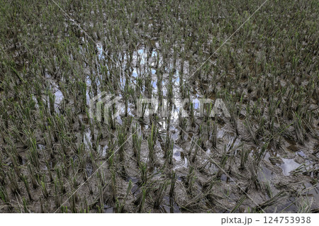 Vietnam, Hoa Binh Province, Mai Chau Valley, Rice Plant. 124753938