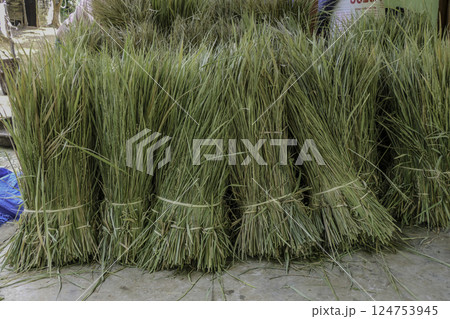 Vietnam, Hoa Binh Province, Mai Chau Valley, rice plants on a farm Vietnam, Hoa Binh Province, Mai Chau Valley, rice plants on a farm 124753945