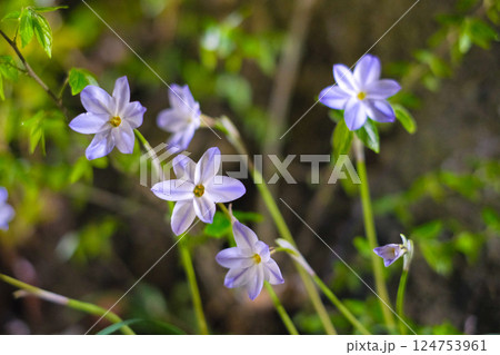 春の庭に咲く星みたいな花 124753961