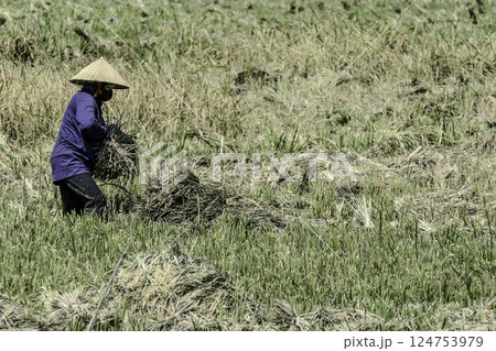 Vietnam, Hoa Binh Province, Mai Chau Valley, woman harvesting rice 124753979