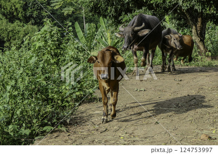 Vietnam, Hoa Binh Province, Mai Chau Valley, Cows roaming freely. Vietnam, Hoa Binh Province, Mai Chau Valley, Cows roaming freely. 124753997
