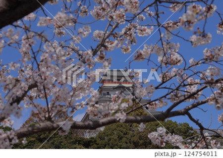 佐賀県唐津市の唐津城と桜 佐賀県唐津市の唐津城と桜 124754011