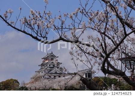 佐賀県唐津市の唐津城と桜 佐賀県唐津市の唐津城と桜 124754025