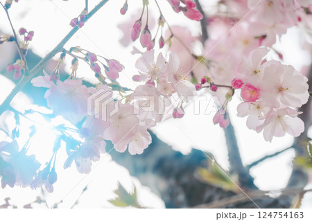 2025年シンボルプロムナード公園に咲く美しい桜 124754163