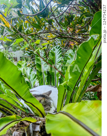 バナナの木にいる猫 124754237